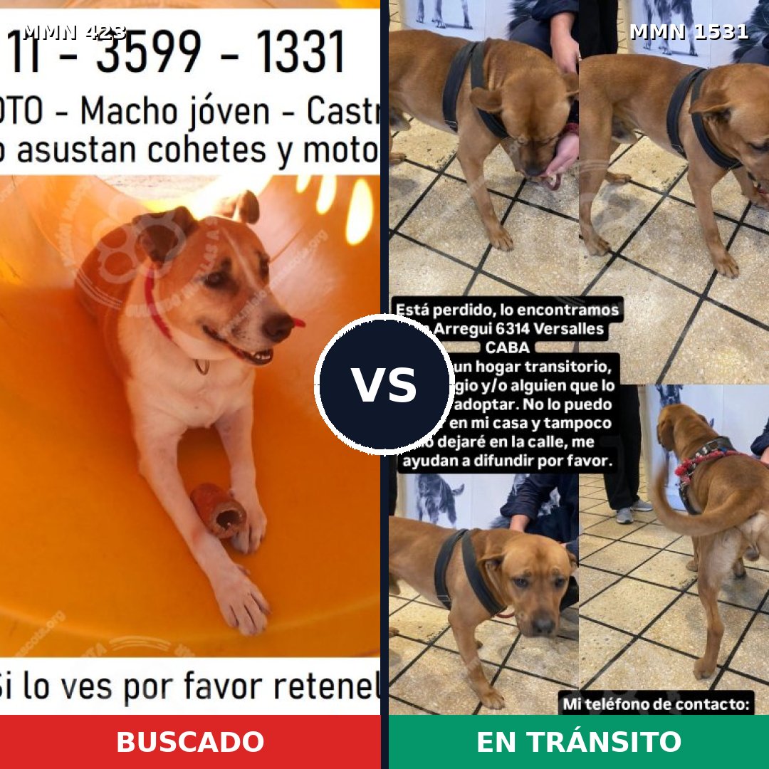 Comparativa MMS 28882: mascota perdida y mascota encontrada, 53% de similitud