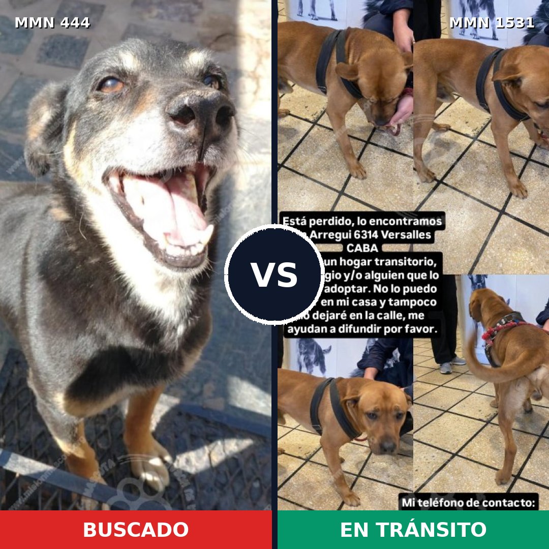Comparativa MMS 28884: mascota perdida y mascota encontrada, 36% de similitud