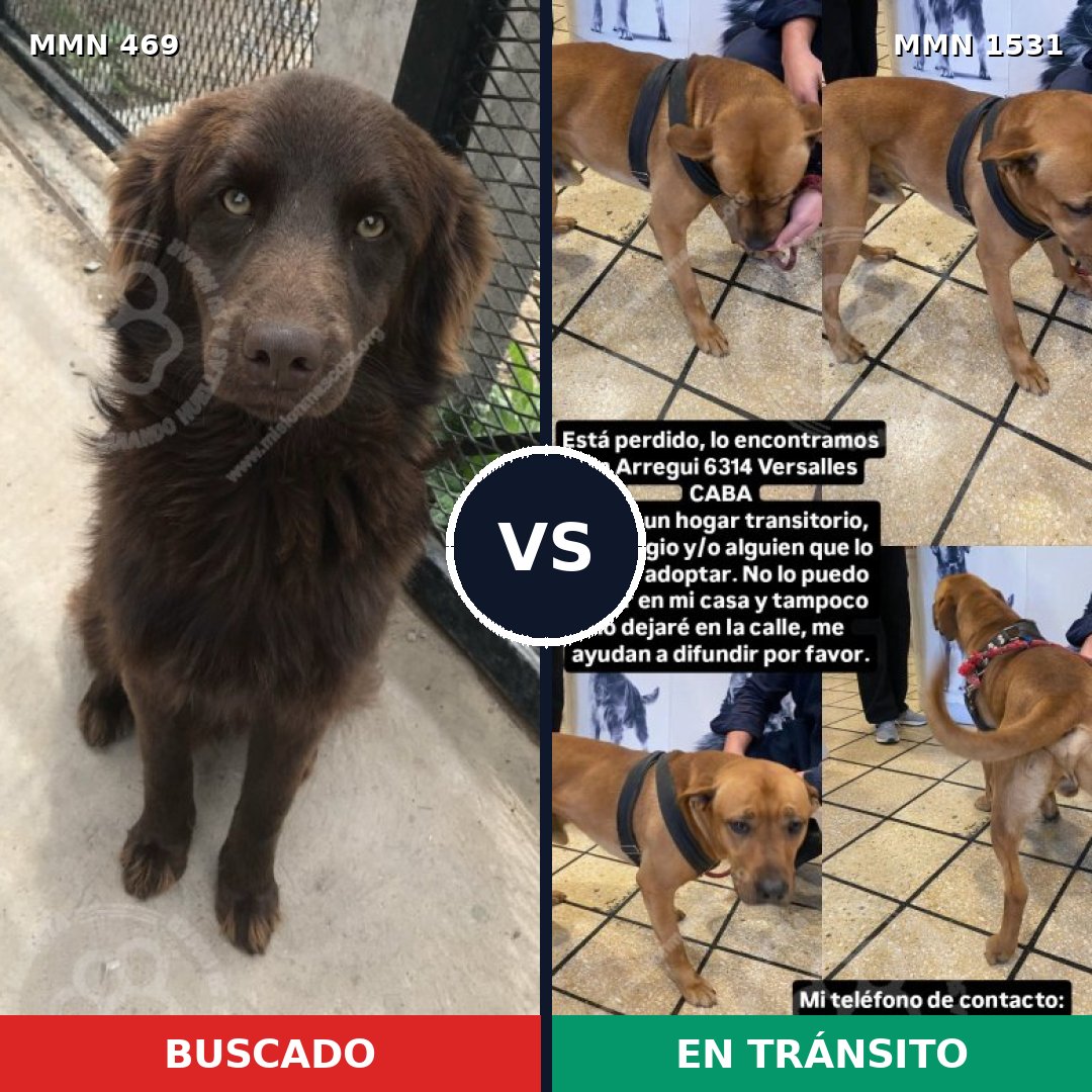 Comparativa MMS 28886: mascota perdida y mascota encontrada, 40% de similitud
