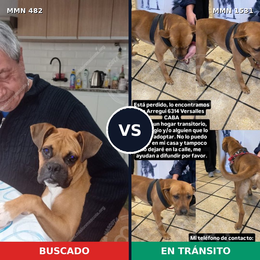 Comparativa MMS 28888: mascota perdida y mascota encontrada, 48% de similitud