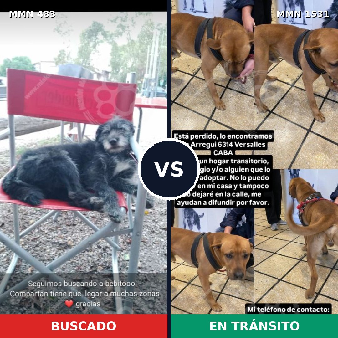 Comparativa MMS 28889: mascota perdida y mascota encontrada, 47% de similitud