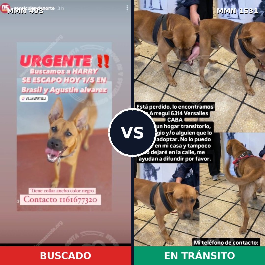 Comparativa MMS 28890: mascota perdida y mascota encontrada, 44% de similitud