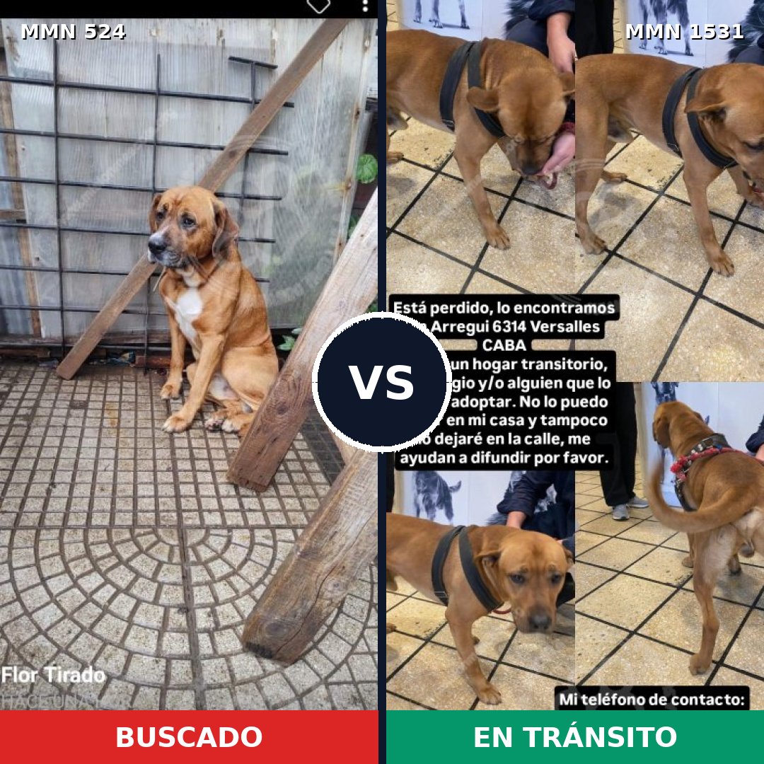 Comparativa MMS 28891: mascota perdida y mascota encontrada, 46% de similitud
