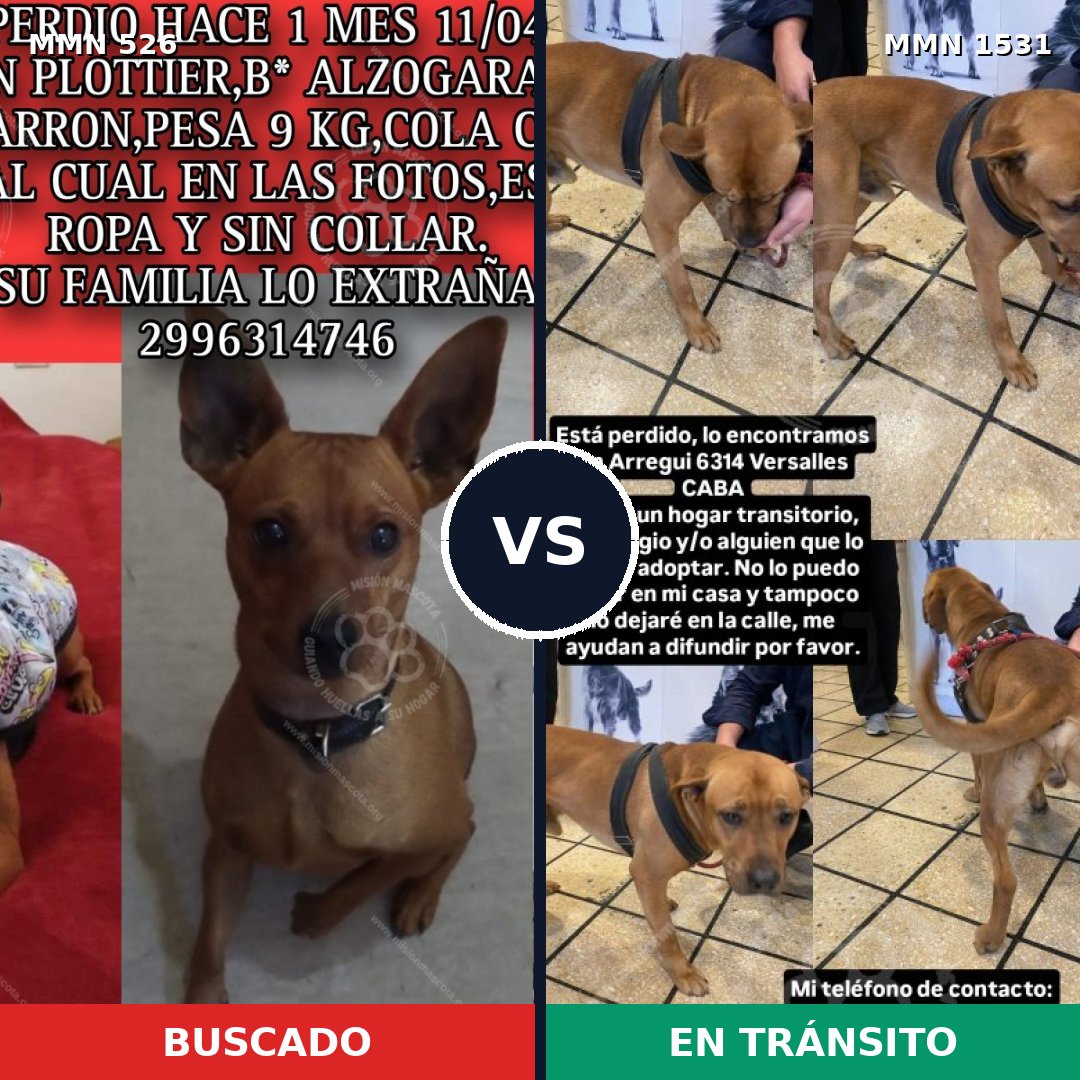 Comparativa MMS 28892: mascota perdida y mascota encontrada, 42% de similitud