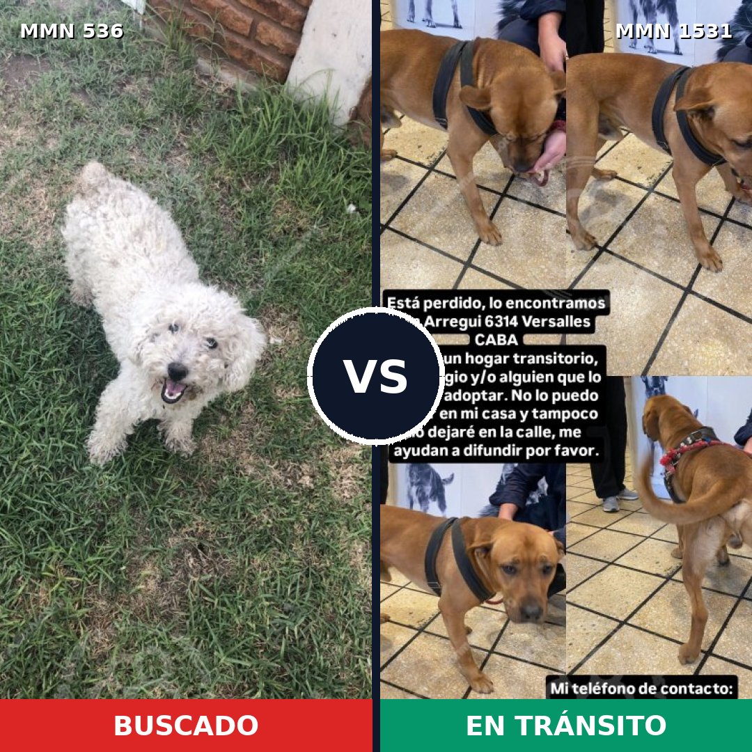 Comparativa MMS 28894: mascota perdida y mascota encontrada, 44% de similitud