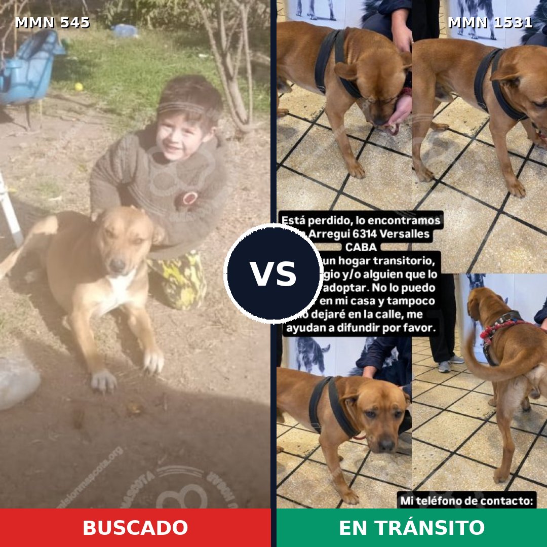 Comparativa MMS 28895: mascota perdida y mascota encontrada, 60% de similitud