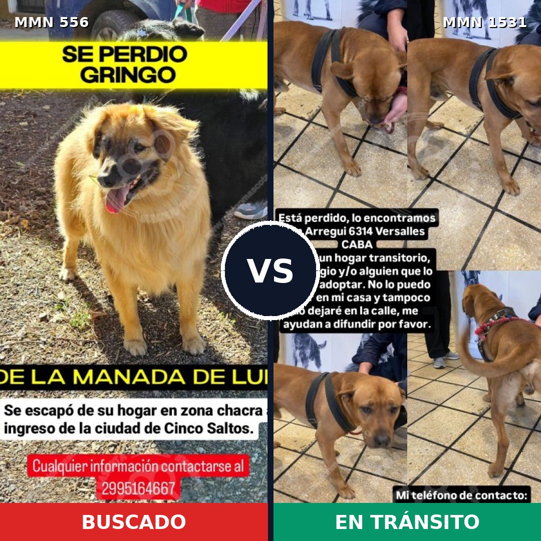Comparativa MMS 28897: mascota perdida y mascota encontrada, 33% de similitud