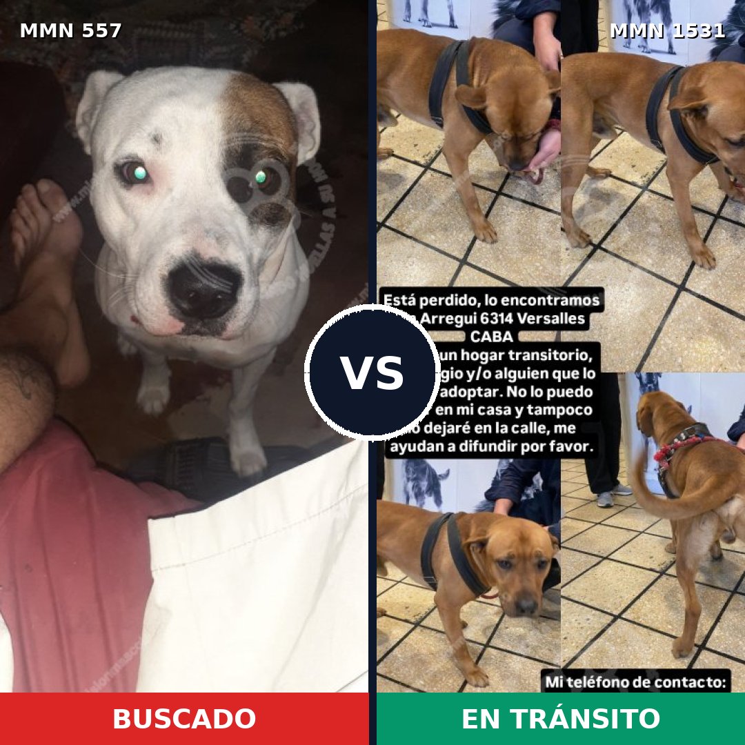 Comparativa MMS 28898: mascota perdida y mascota encontrada, 58% de similitud
