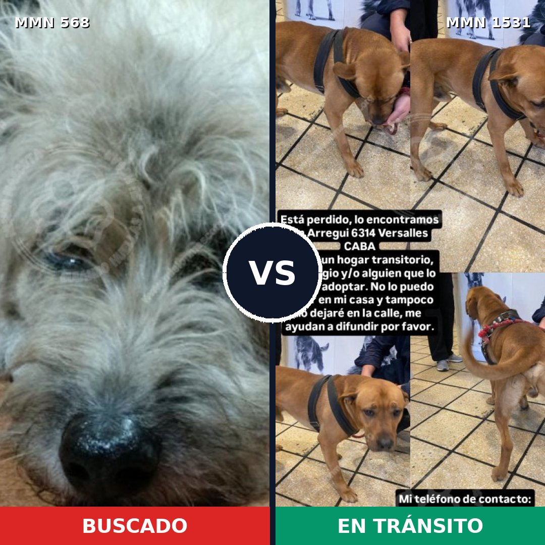 Comparativa MMS 28899: mascota perdida y mascota encontrada, 40% de similitud