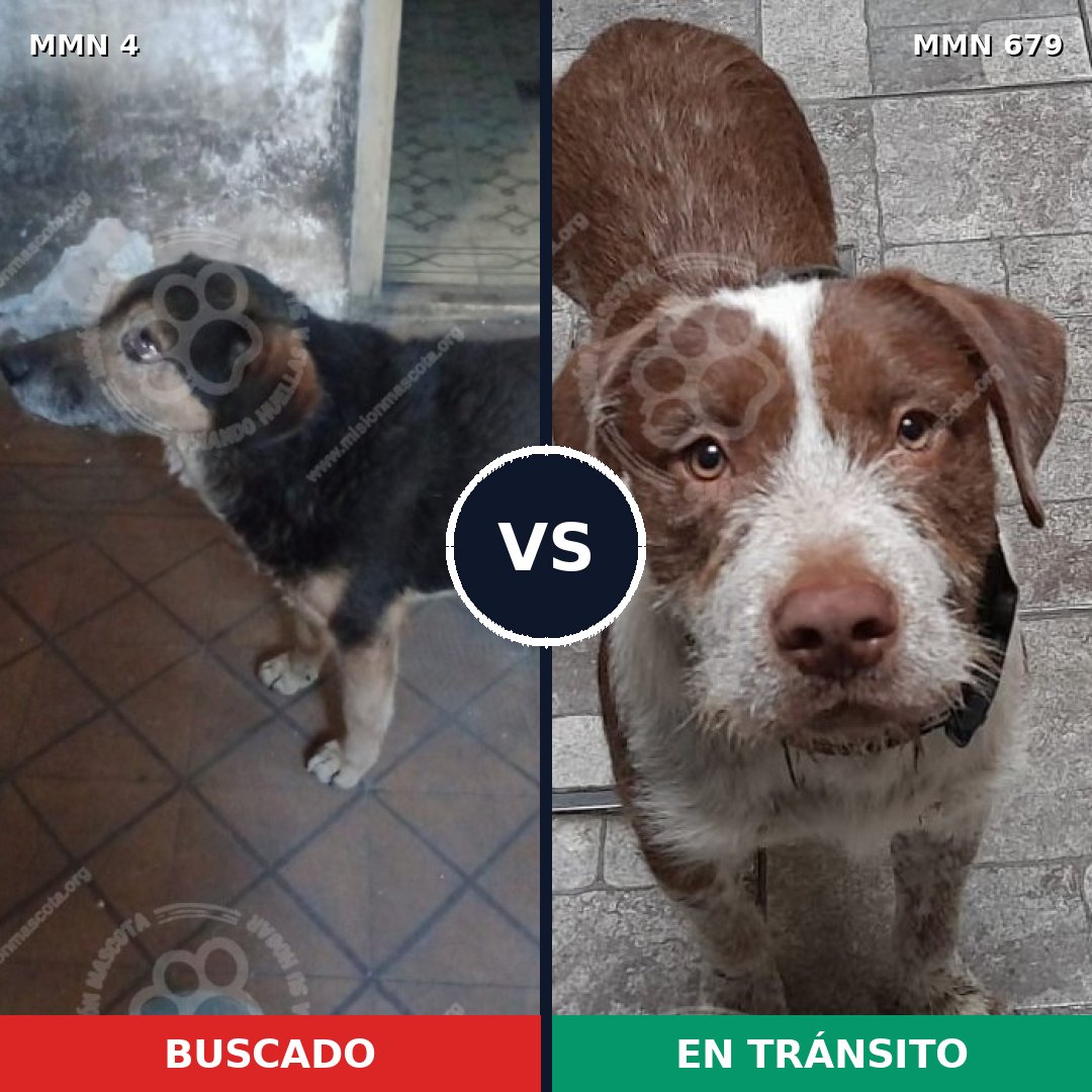 Comparativa MMS 289: mascota perdida y mascota encontrada, 56% de similitud