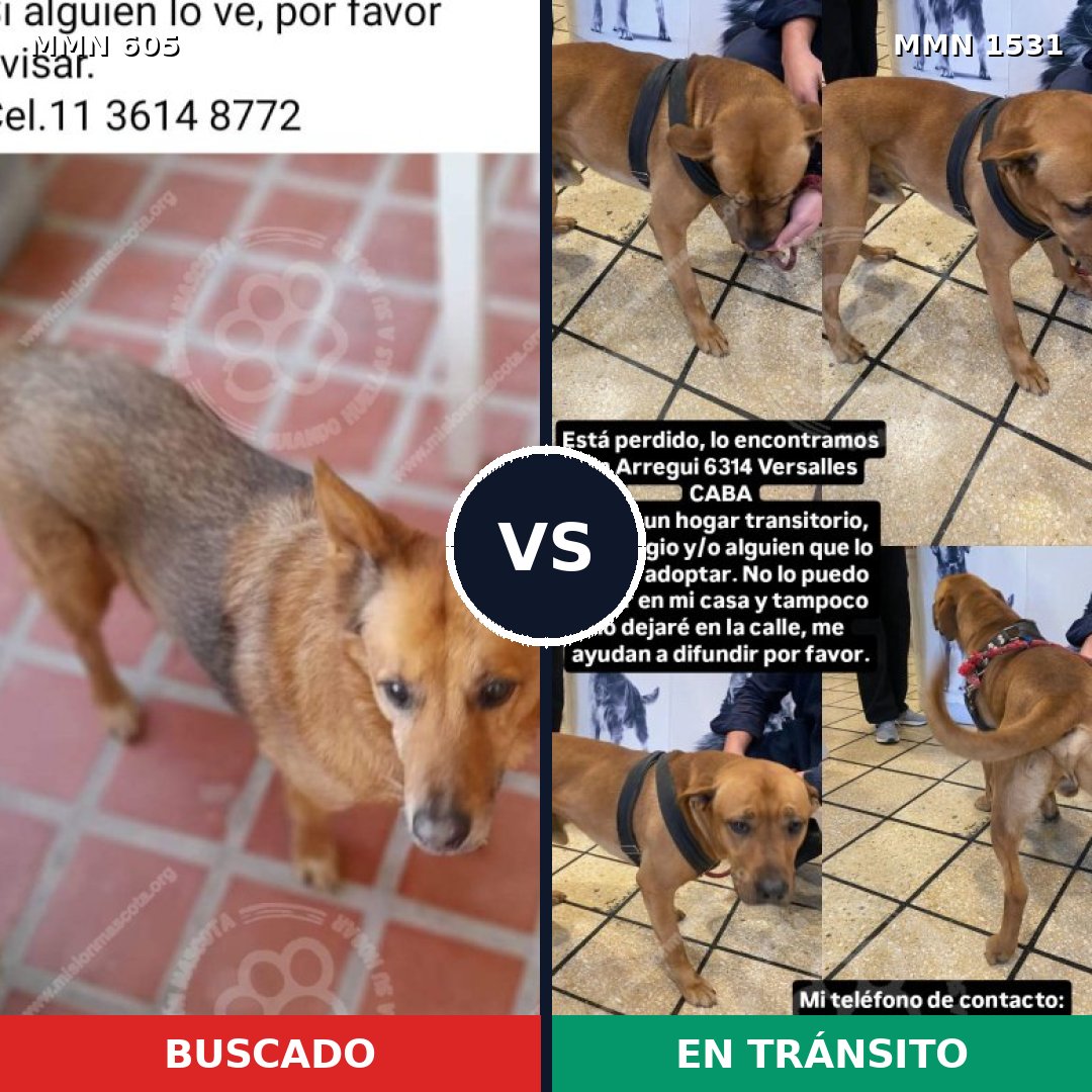Comparativa MMS 28901: mascota perdida y mascota encontrada, 50% de similitud