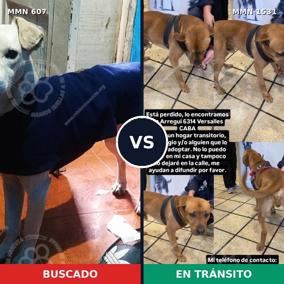 Comparativa MMS 28902: mascota perdida y mascota encontrada, 55% de similitud