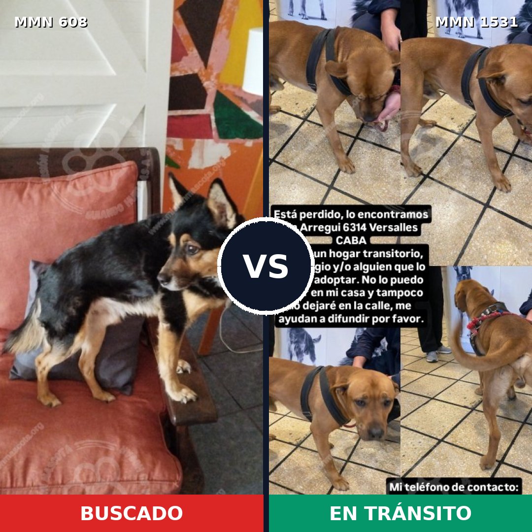 Comparativa MMS 28903: mascota perdida y mascota encontrada, 45% de similitud