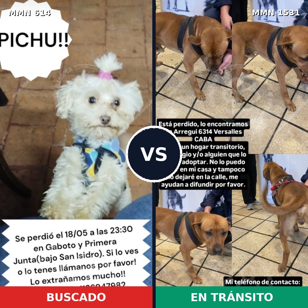 Comparativa MMS 28904: mascota perdida y mascota encontrada, 34% de similitud