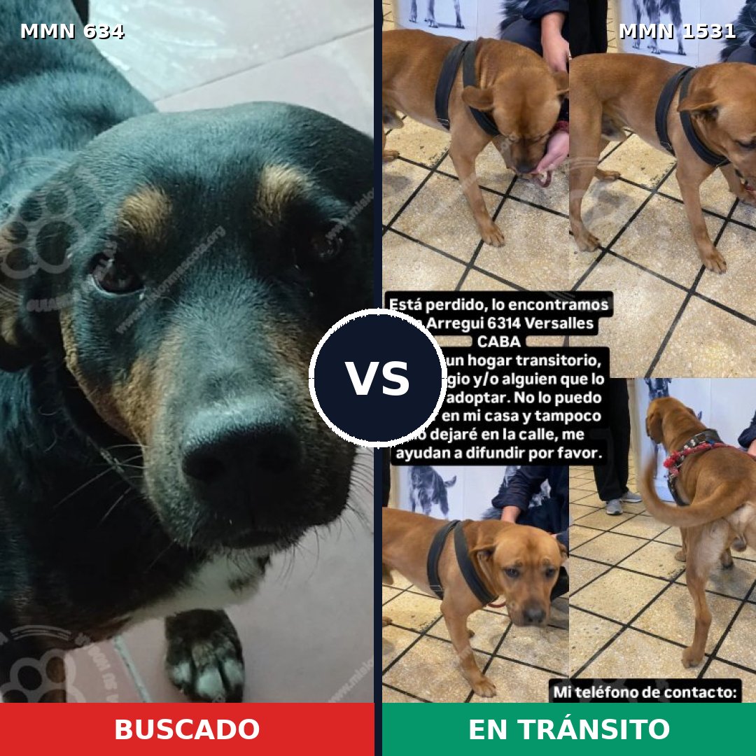 Comparativa MMS 28906: mascota perdida y mascota encontrada, 42% de similitud