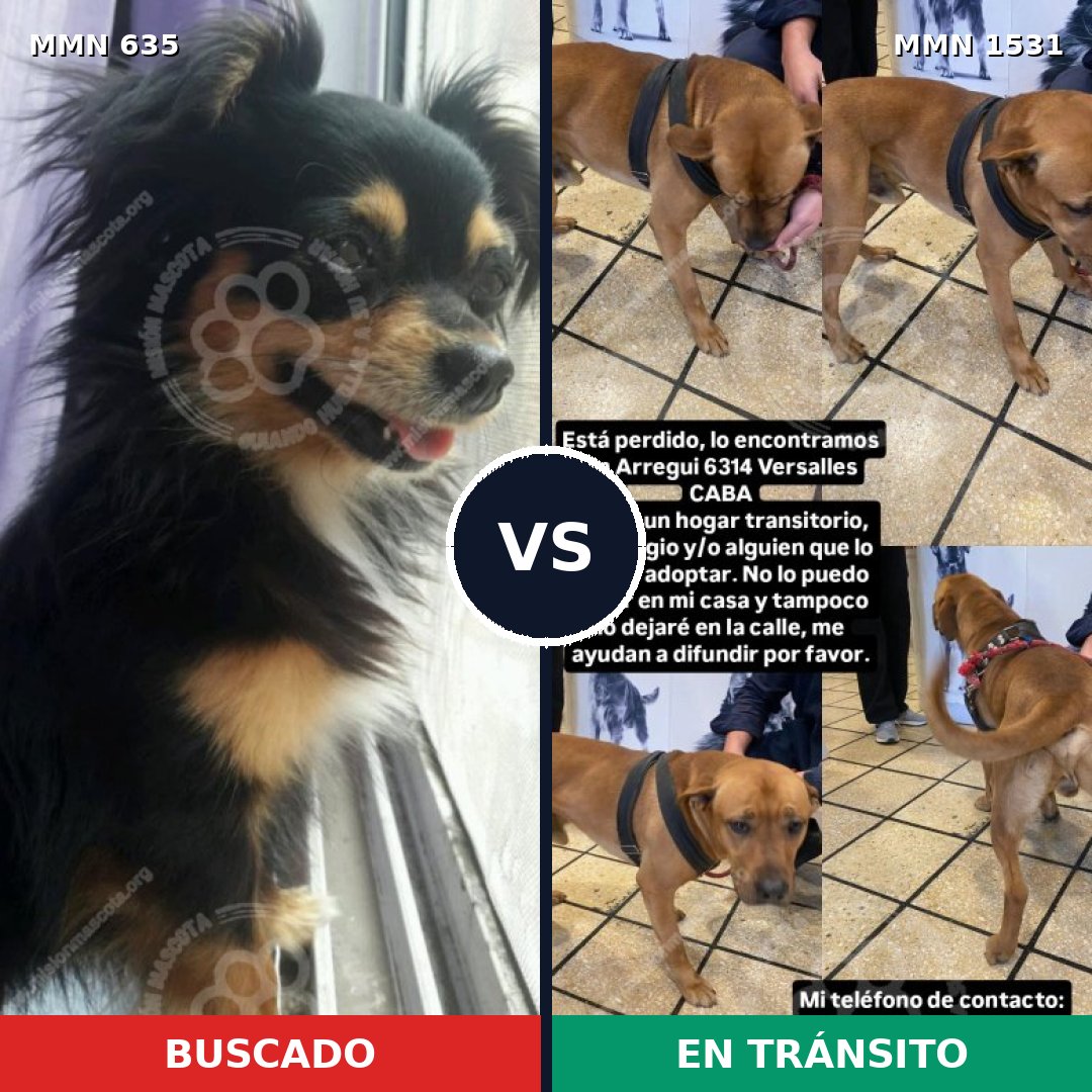 Comparativa MMS 28907: mascota perdida y mascota encontrada, 28% de similitud