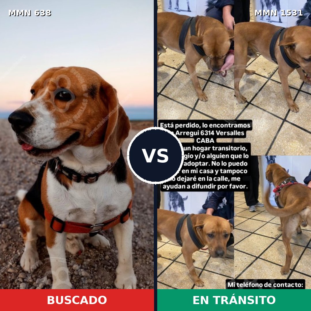 Comparativa MMS 28908: mascota perdida y mascota encontrada, 28% de similitud