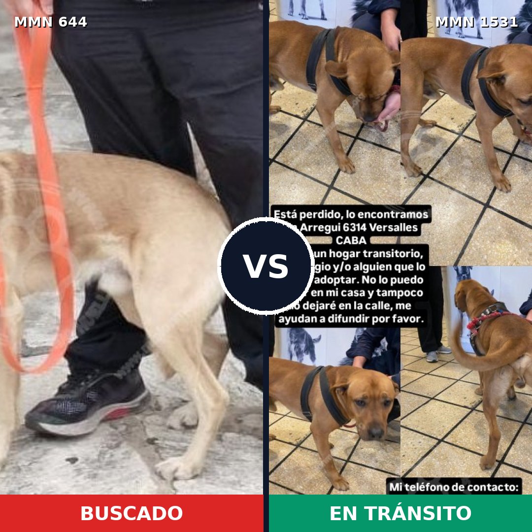 Comparativa MMS 28909: mascota perdida y mascota encontrada, 49% de similitud