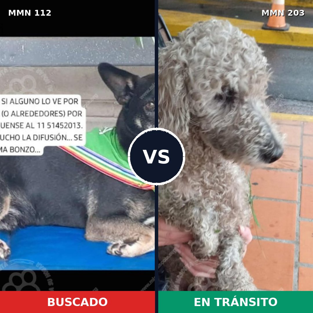 Comparativa MMS 2891: mascota perdida y mascota encontrada, 28% de similitud