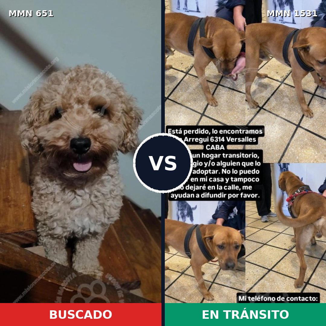 Comparativa MMS 28910: mascota perdida y mascota encontrada, 23% de similitud