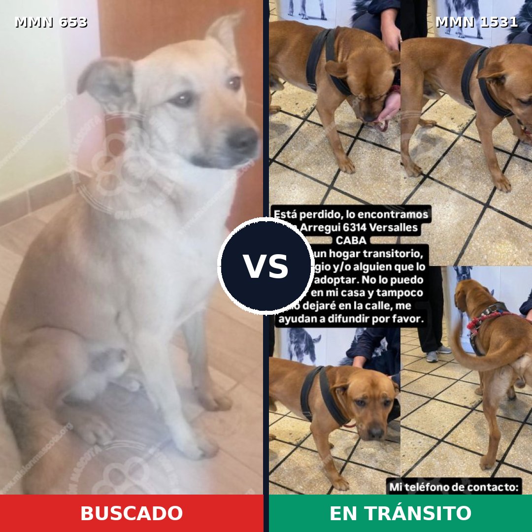 Comparativa MMS 28911: mascota perdida y mascota encontrada, 44% de similitud