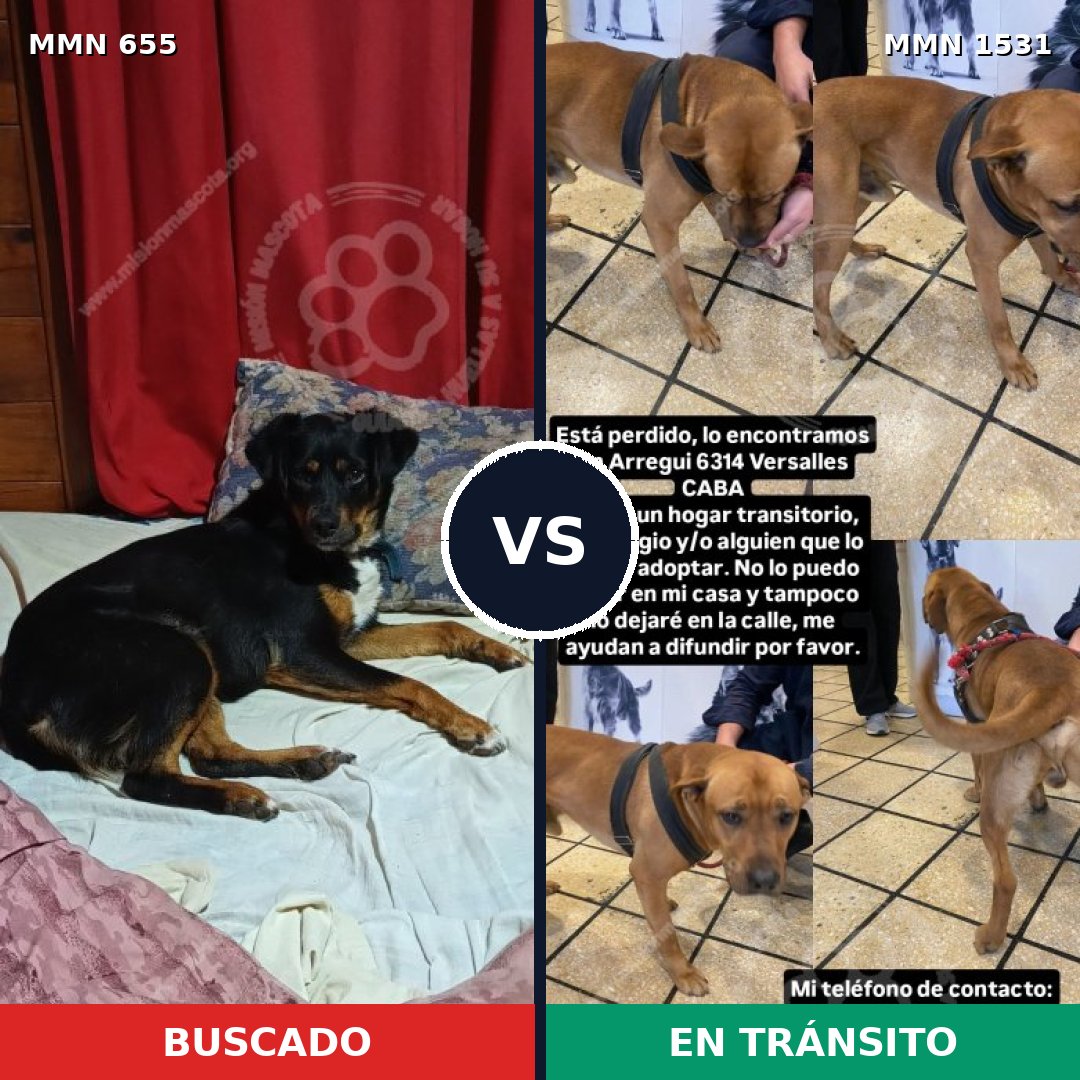 Comparativa MMS 28912: mascota perdida y mascota encontrada, 60% de similitud