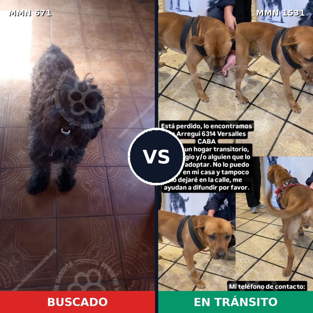 Comparativa MMS 28913: mascota perdida y mascota encontrada, 29% de similitud