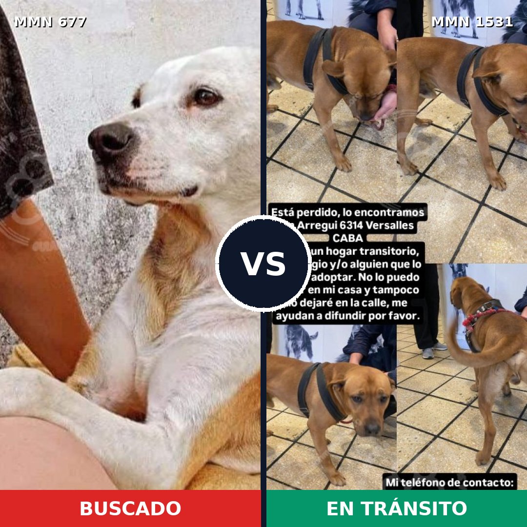 Comparativa MMS 28914: mascota perdida y mascota encontrada, 49% de similitud