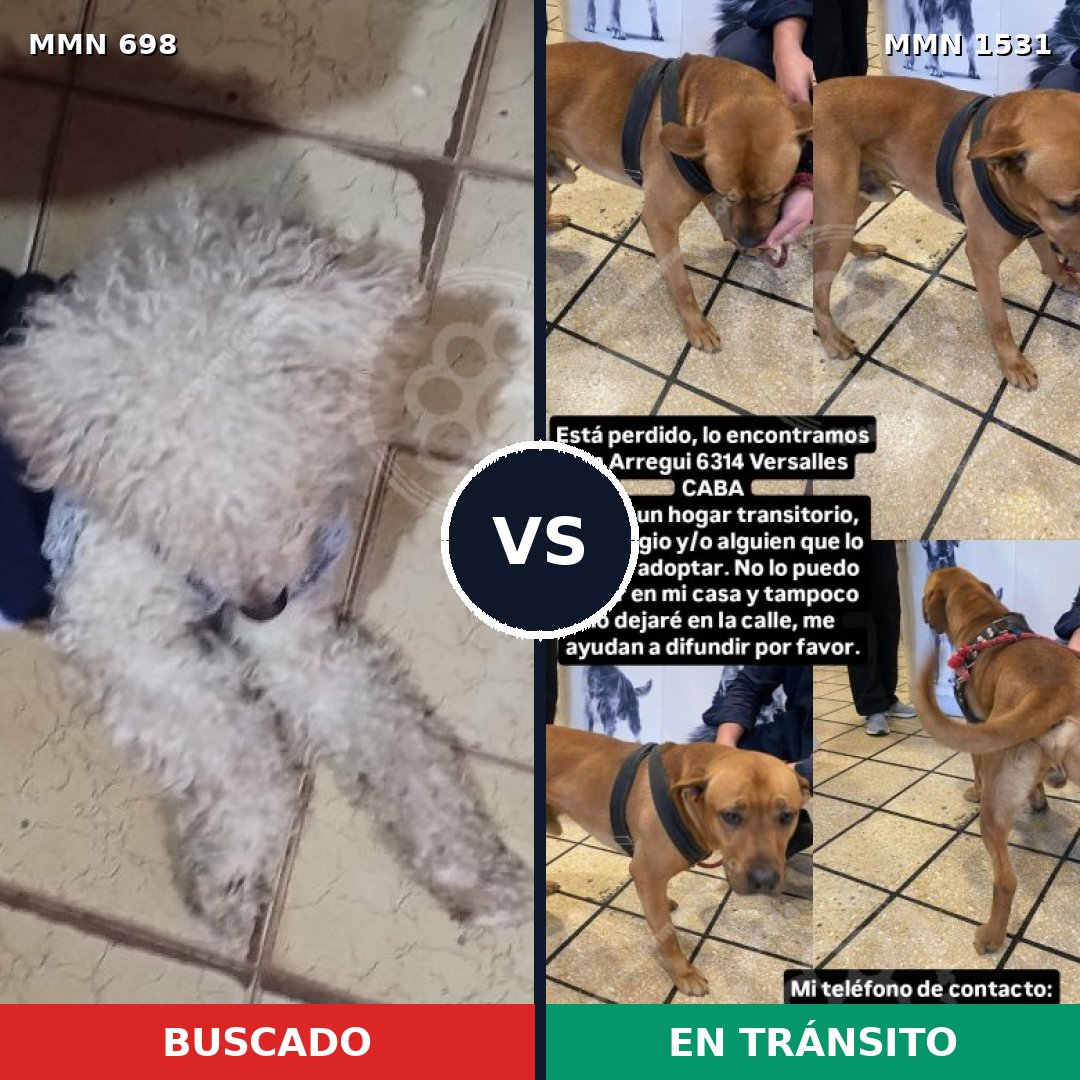 Comparativa MMS 28915: mascota perdida y mascota encontrada, 44% de similitud
