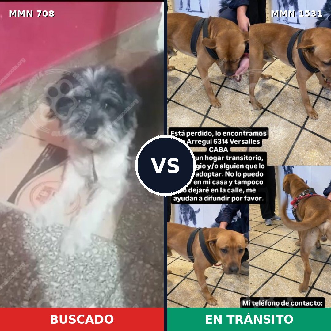 Comparativa MMS 28916: mascota perdida y mascota encontrada, 47% de similitud