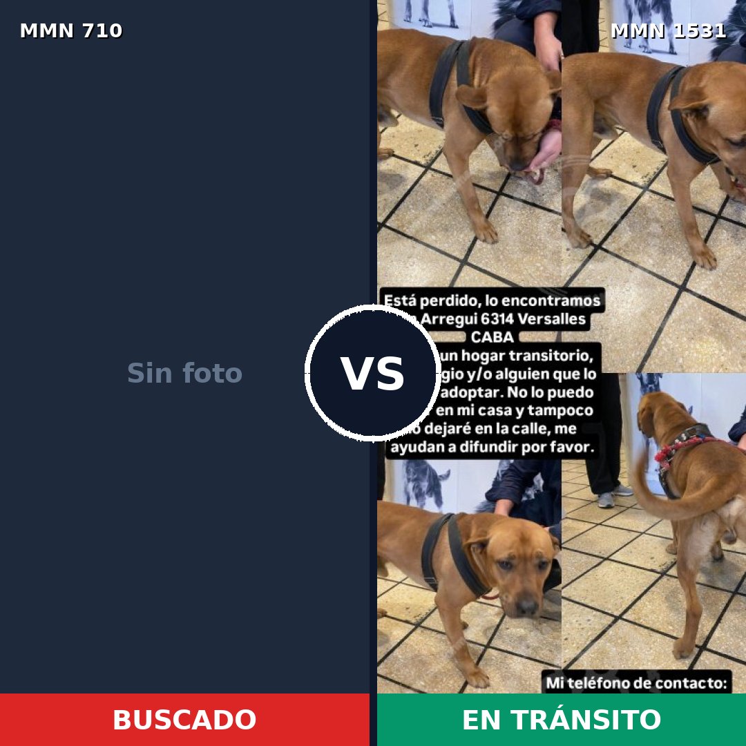 Comparativa MMS 28917: mascota perdida y mascota encontrada, 49% de similitud