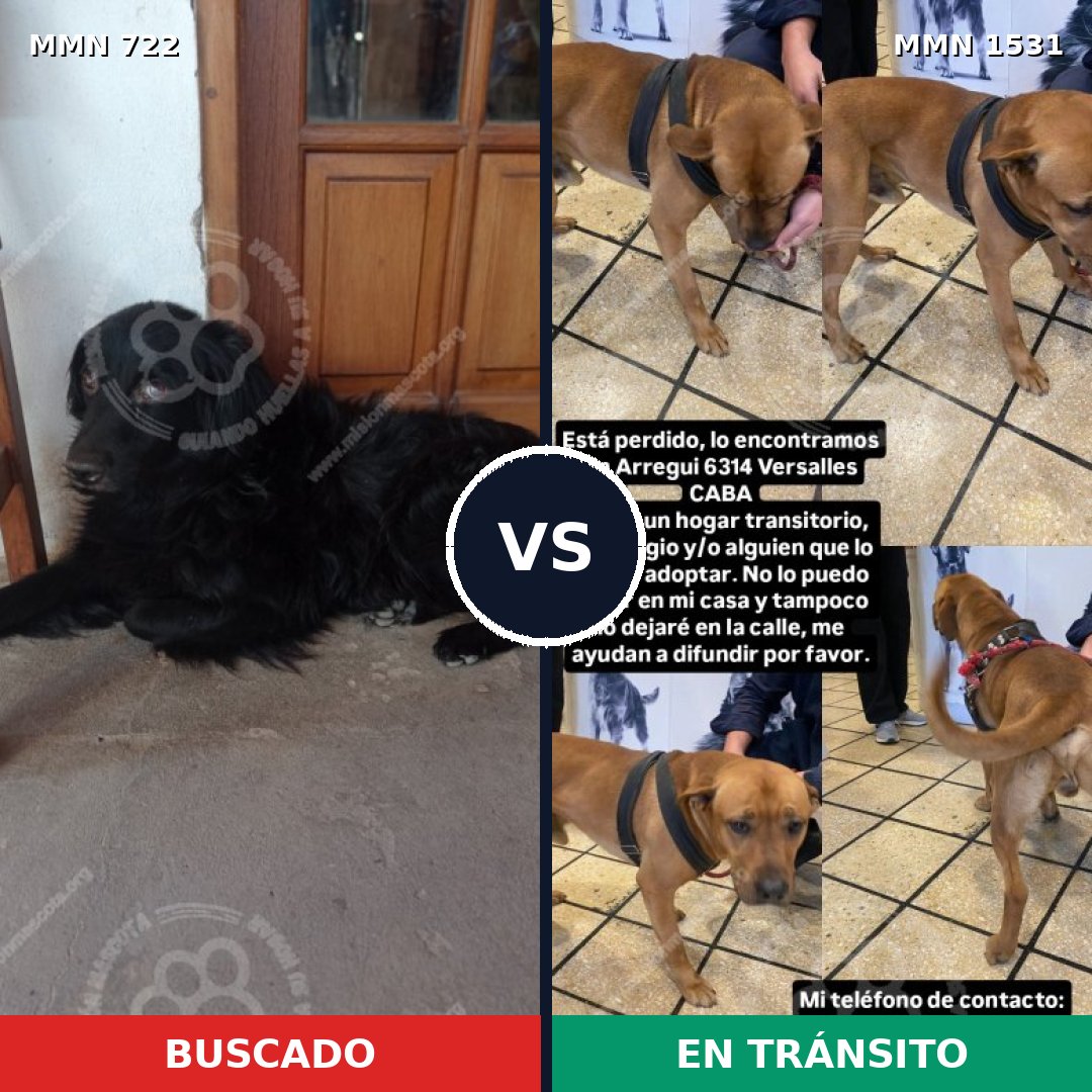 Comparativa MMS 28918: mascota perdida y mascota encontrada, 42% de similitud