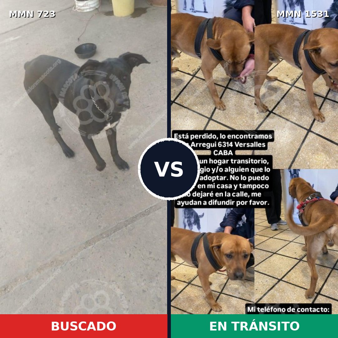 Comparativa MMS 28919: mascota perdida y mascota encontrada, 35% de similitud