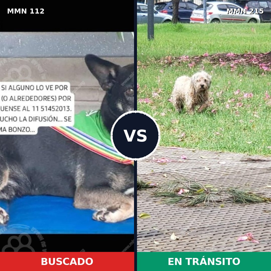 Comparativa MMS 2892: mascota perdida y mascota encontrada, 65% de similitud