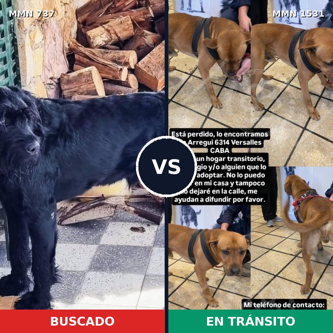 Comparativa MMS 28920: mascota perdida y mascota encontrada, 18% de similitud