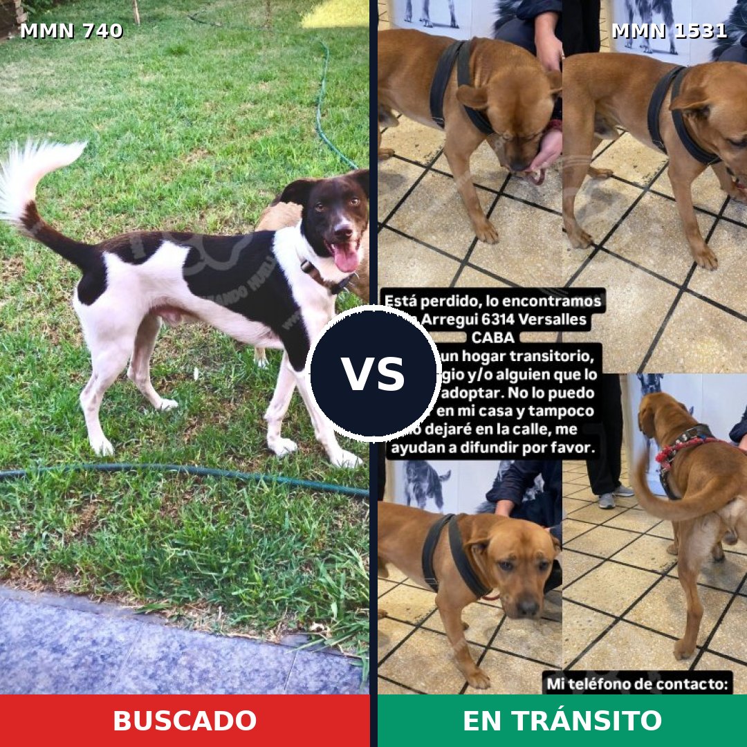 Comparativa MMS 28921: mascota perdida y mascota encontrada, 42% de similitud