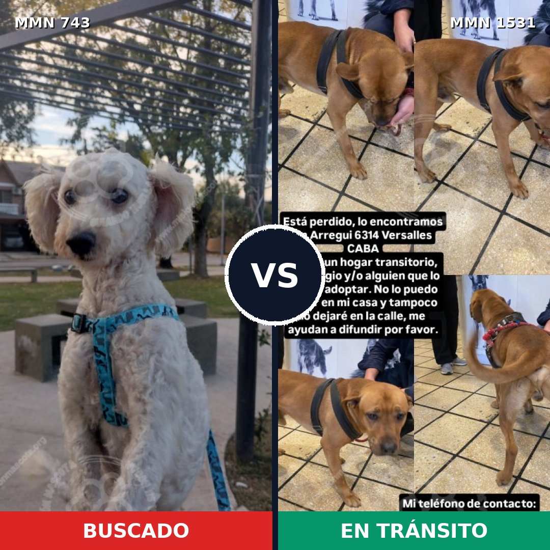 Comparativa MMS 28922: mascota perdida y mascota encontrada, 54% de similitud