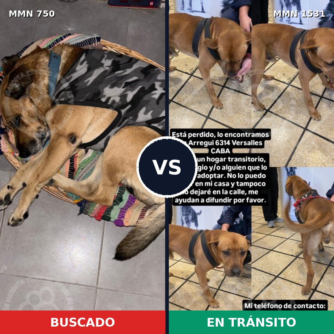 Comparativa MMS 28923: mascota perdida y mascota encontrada, 38% de similitud