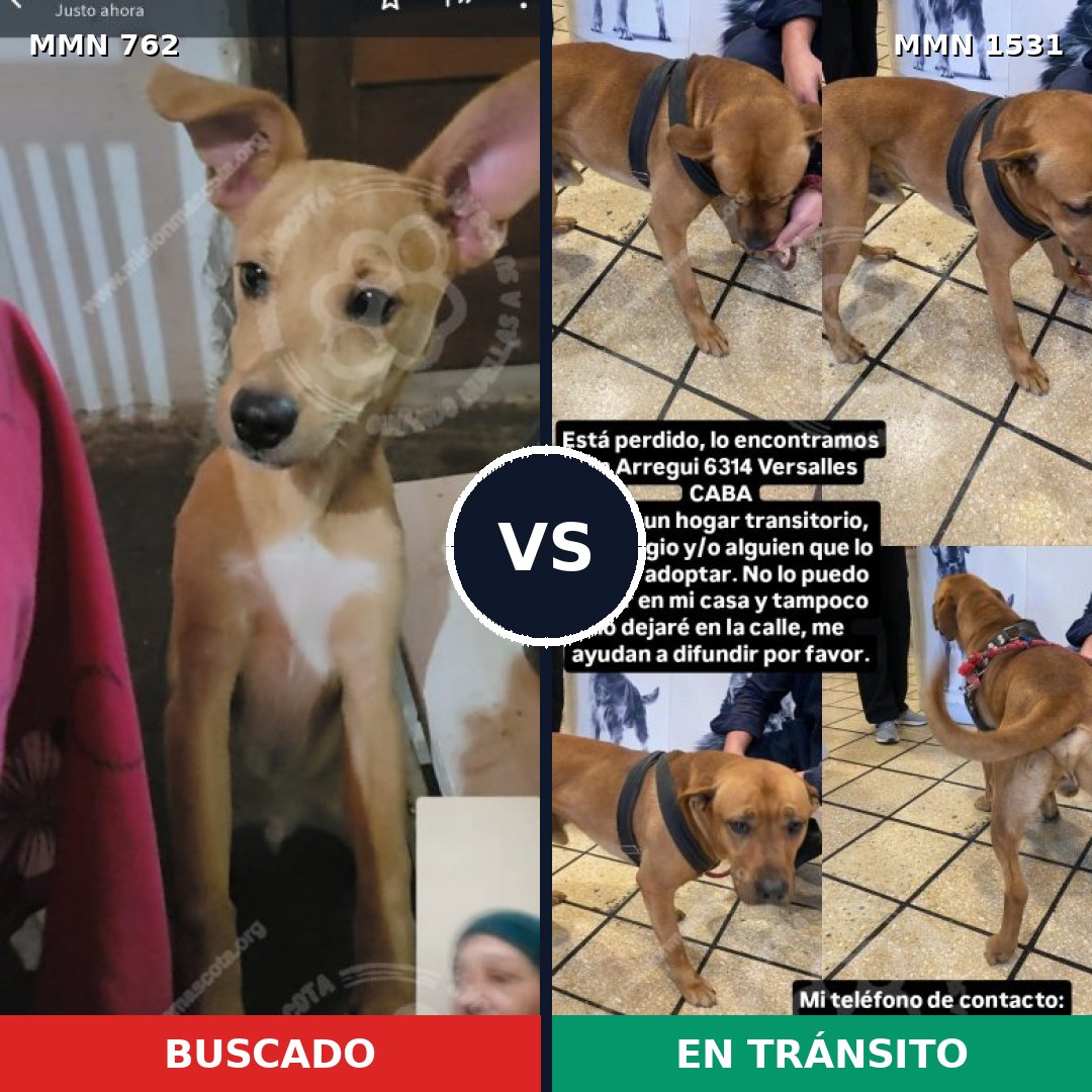 Comparativa MMS 28924: mascota perdida y mascota encontrada, 48% de similitud