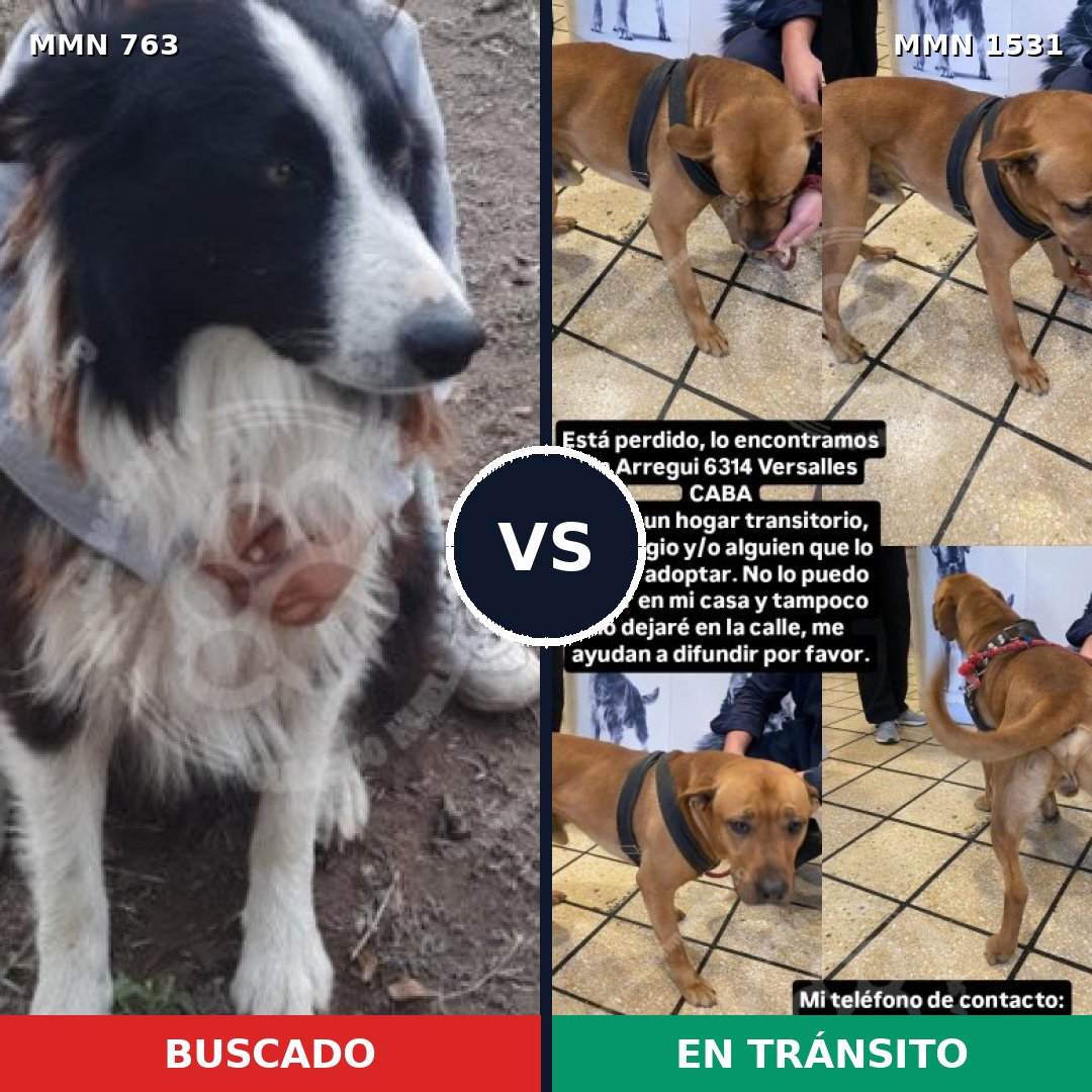 Comparativa MMS 28925: mascota perdida y mascota encontrada, 38% de similitud