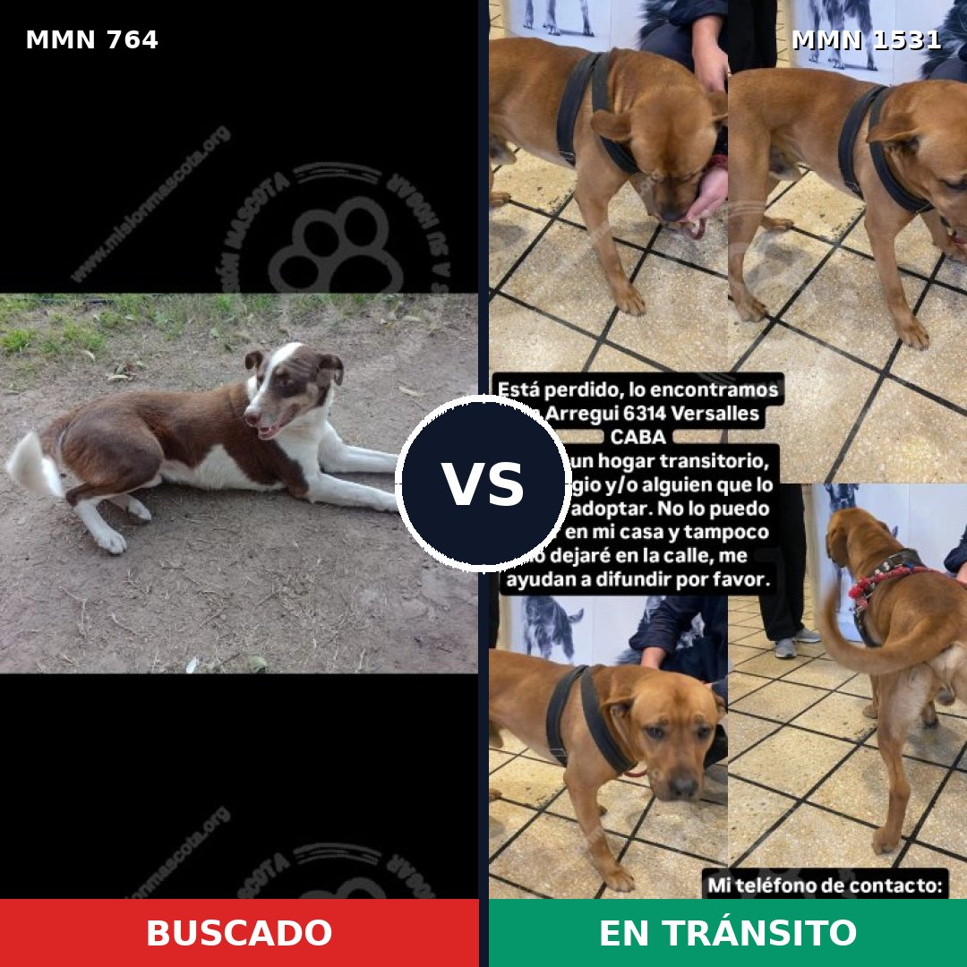 Comparativa MMS 28926: mascota perdida y mascota encontrada, 47% de similitud