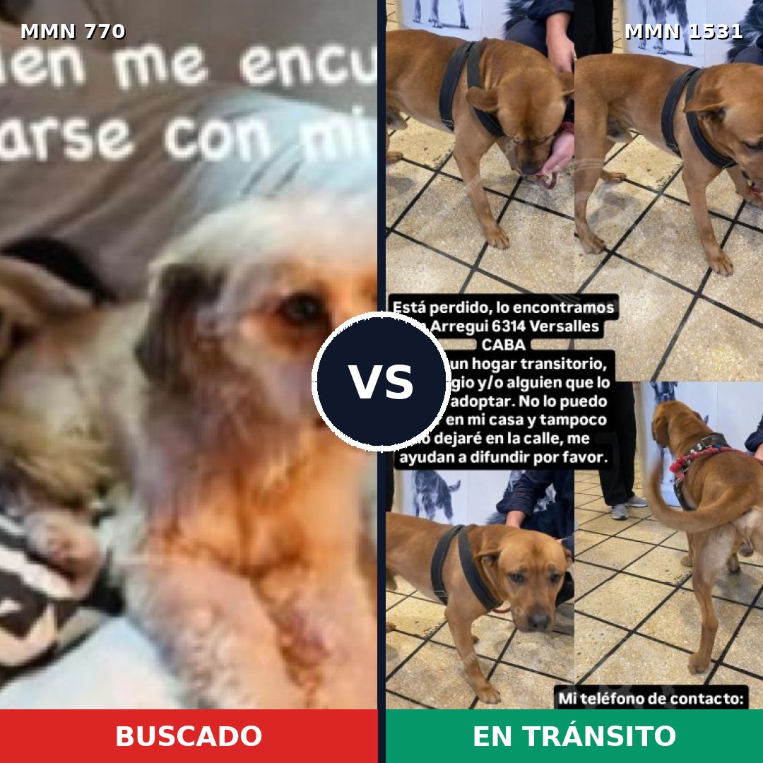 Comparativa MMS 28927: mascota perdida y mascota encontrada, 43% de similitud