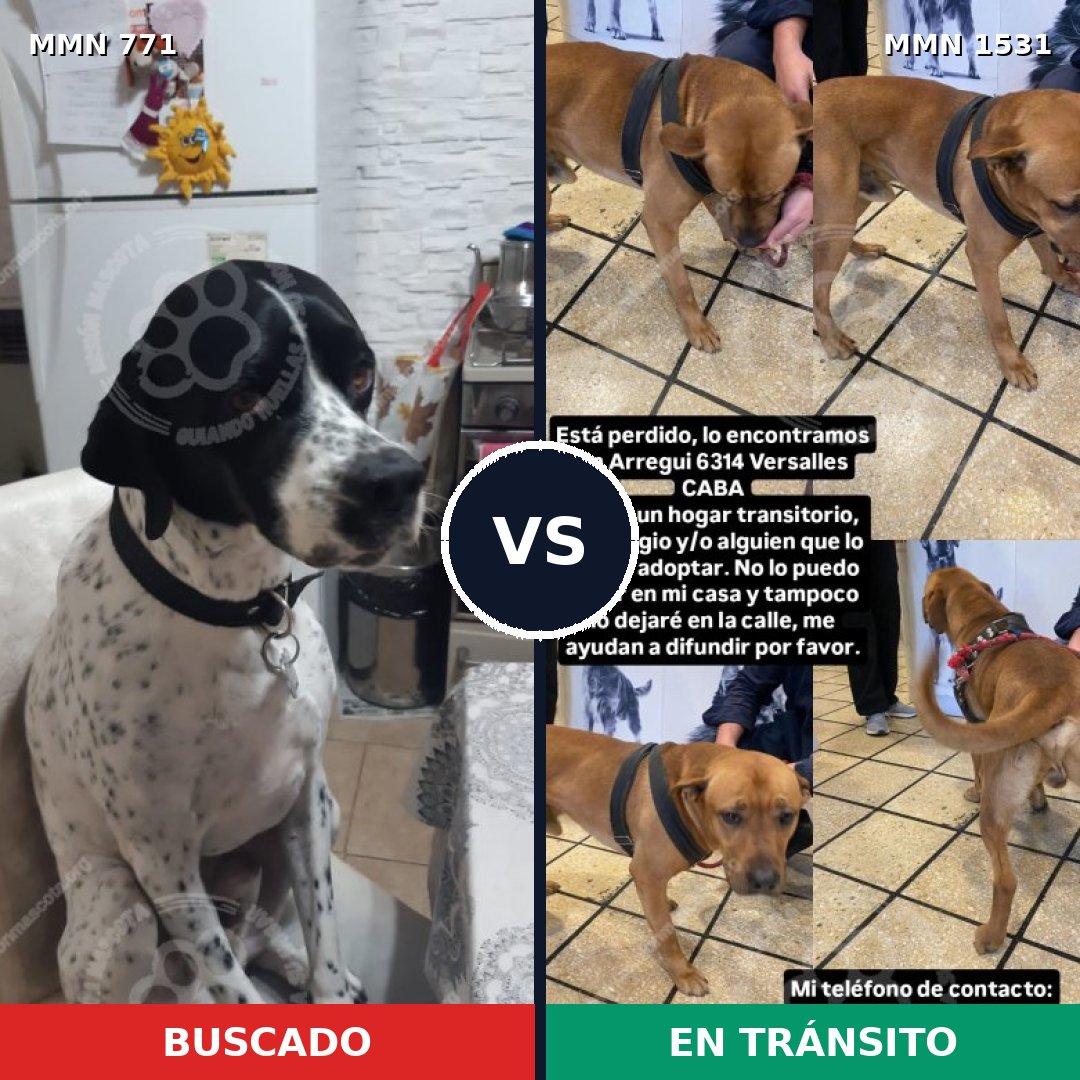 Comparativa MMS 28928: mascota perdida y mascota encontrada, 43% de similitud