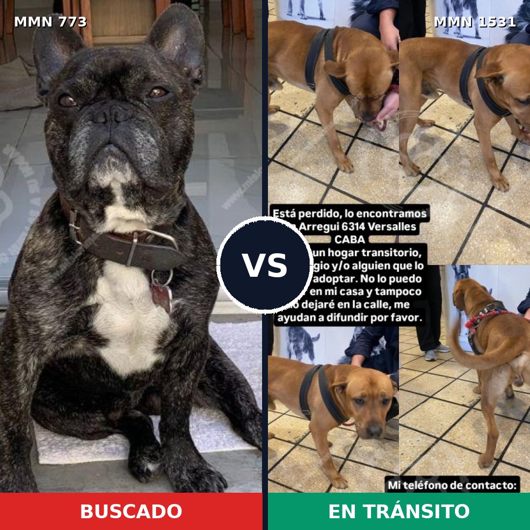 Comparativa MMS 28929: mascota perdida y mascota encontrada, 42% de similitud
