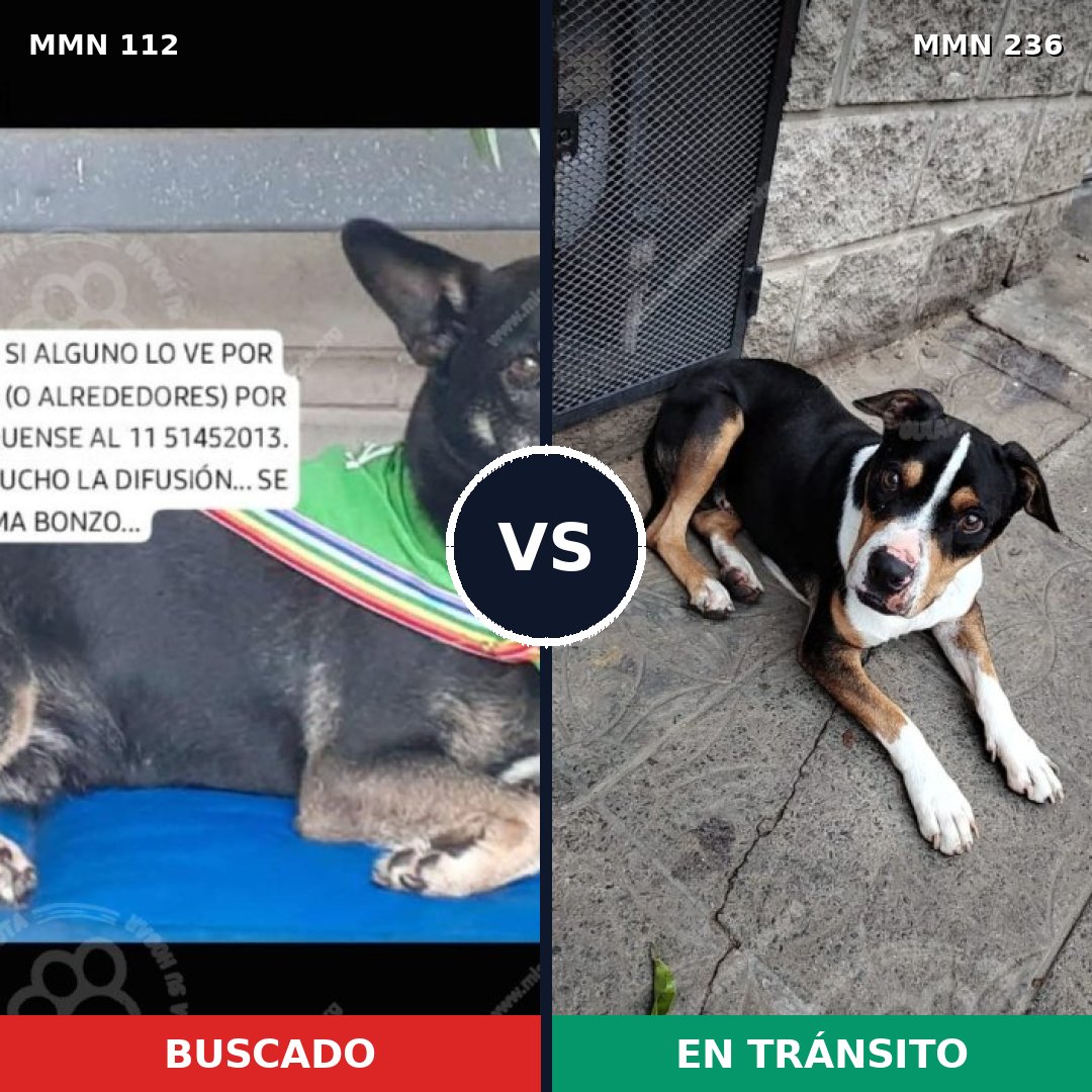 Comparativa MMS 2893: mascota perdida y mascota encontrada, 49% de similitud