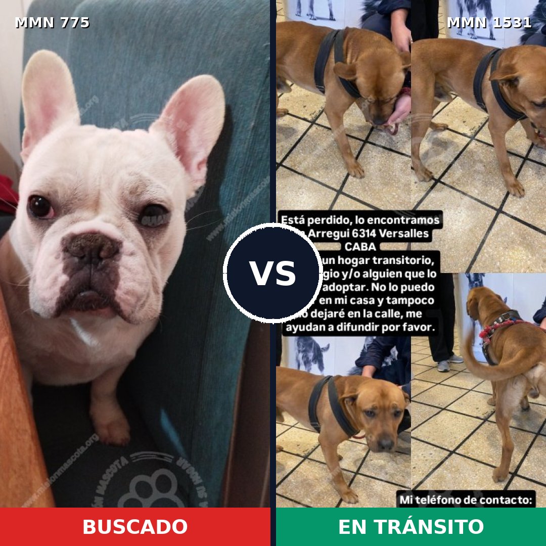 Comparativa MMS 28930: mascota perdida y mascota encontrada, 44% de similitud