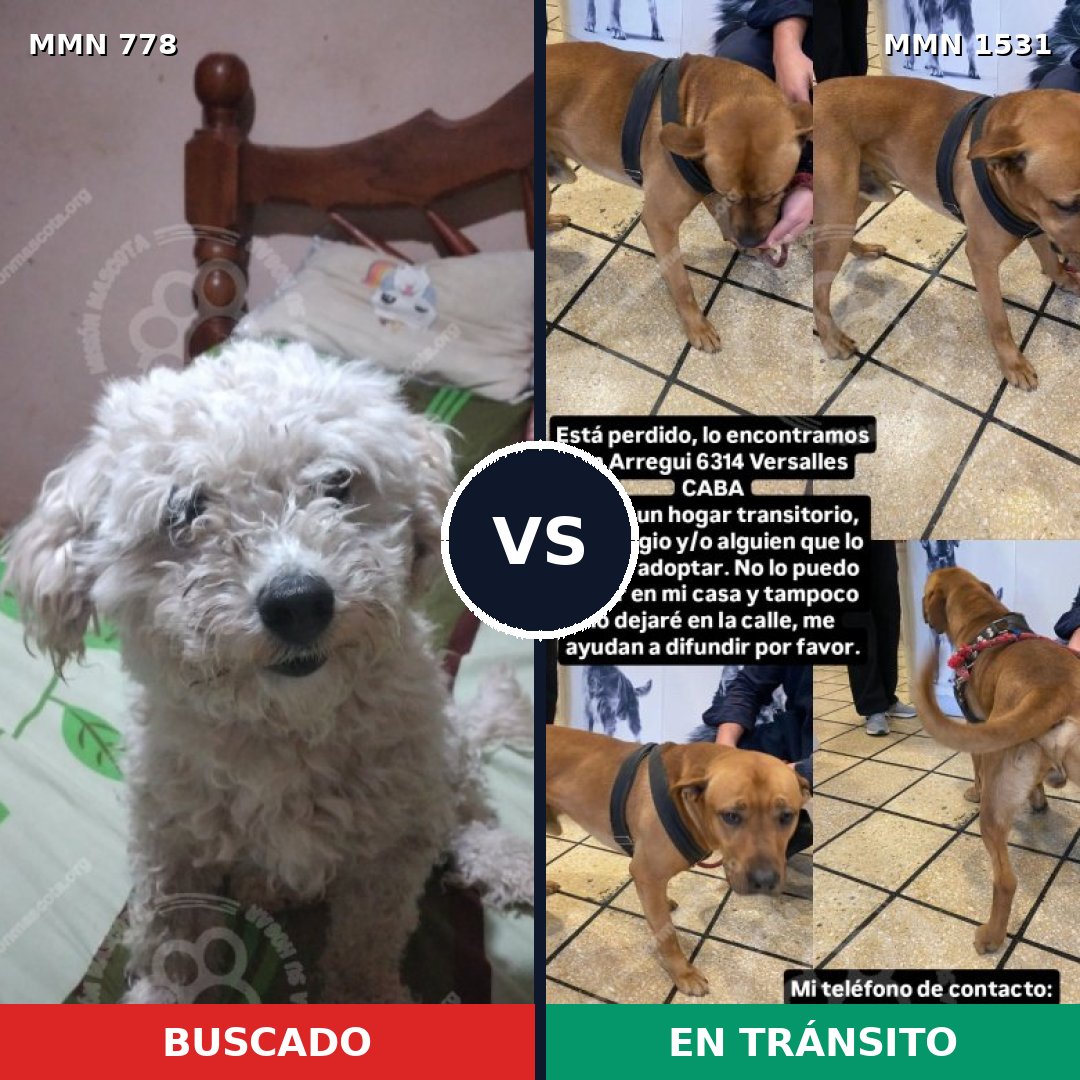 Comparativa MMS 28931: mascota perdida y mascota encontrada, 48% de similitud