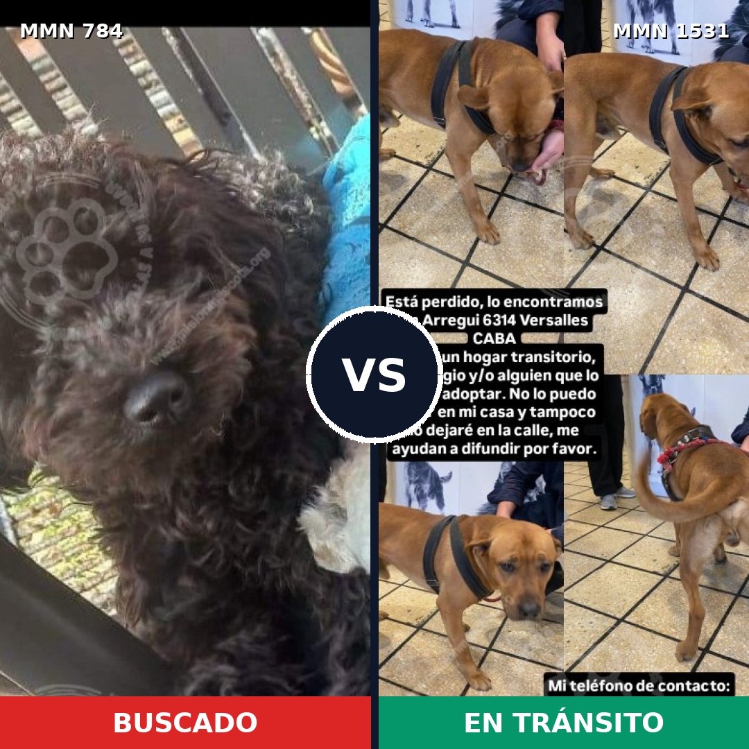 Comparativa MMS 28932: mascota perdida y mascota encontrada, 41% de similitud