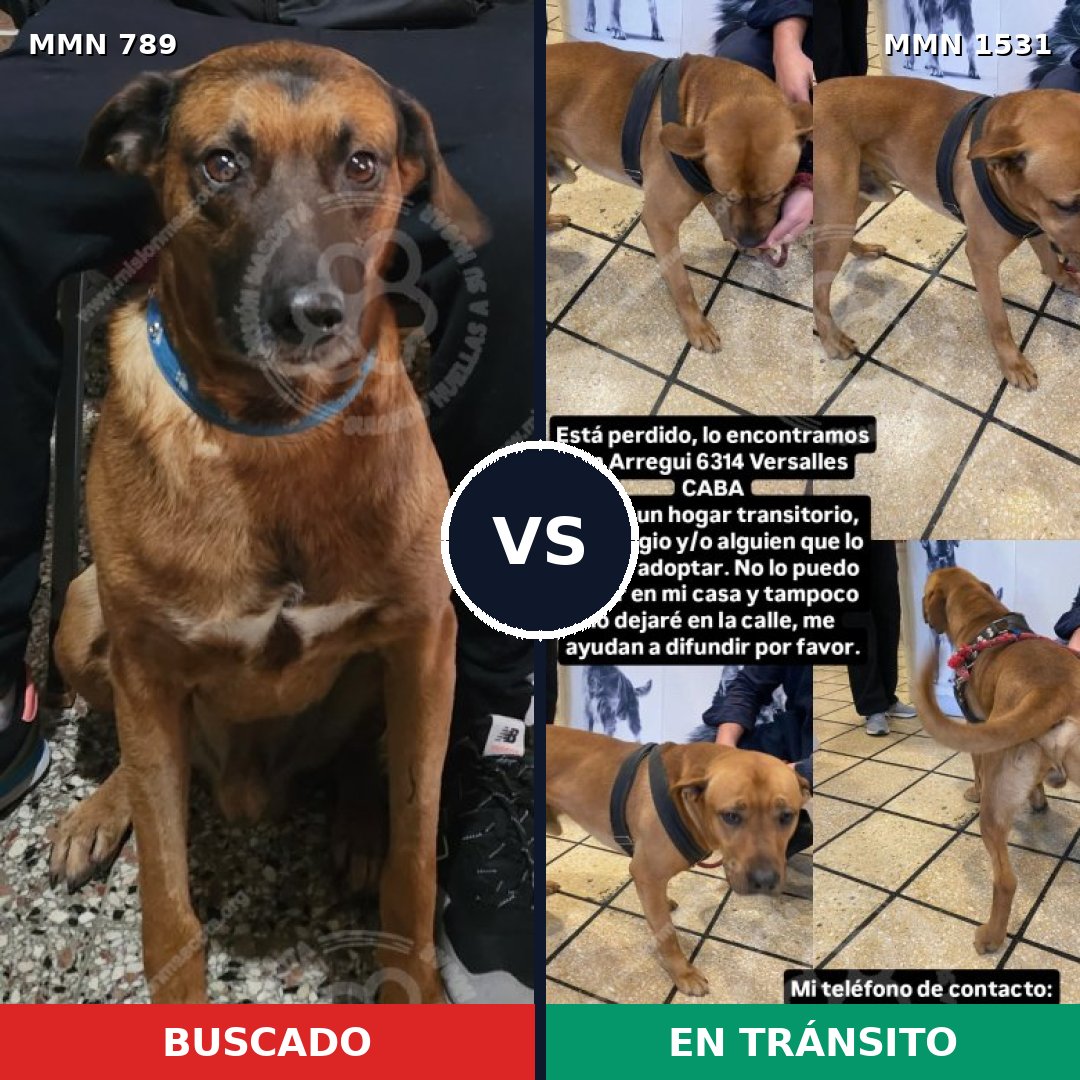 Comparativa MMS 28933: mascota perdida y mascota encontrada, 42% de similitud