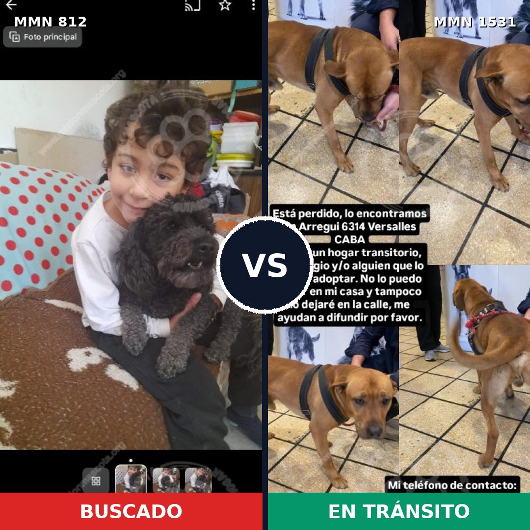 Comparativa MMS 28935: mascota perdida y mascota encontrada, 34% de similitud